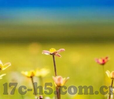 麻豆91www-麻豆91的数字领域——从点滴处探秘网络生态的多样性